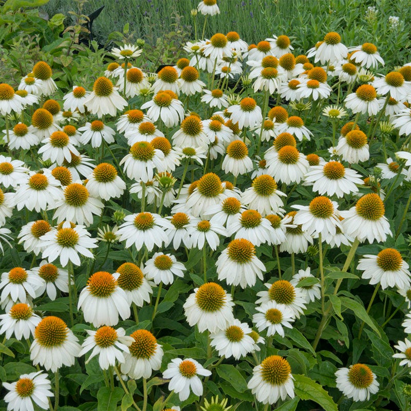 PowWow® White Echinacea (Echinacea purpurea 'PAS702918')