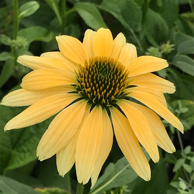 Mellow Yellows Echinacea