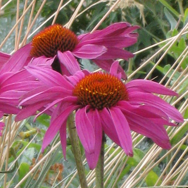 Ruby Star Echinacea