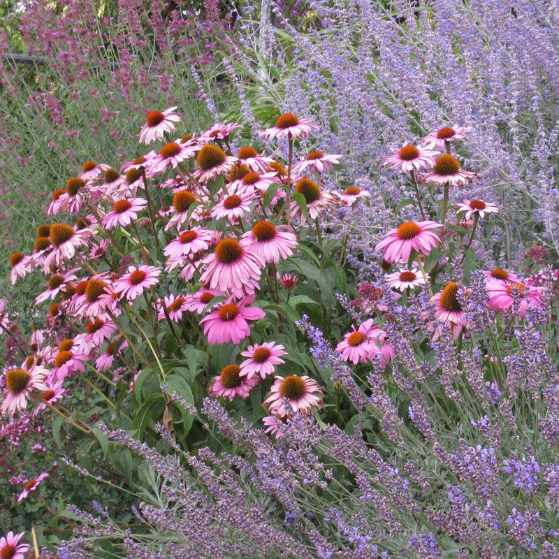 Purple Coneflower 'Magnus' (Echinacea purpurea Magnus)