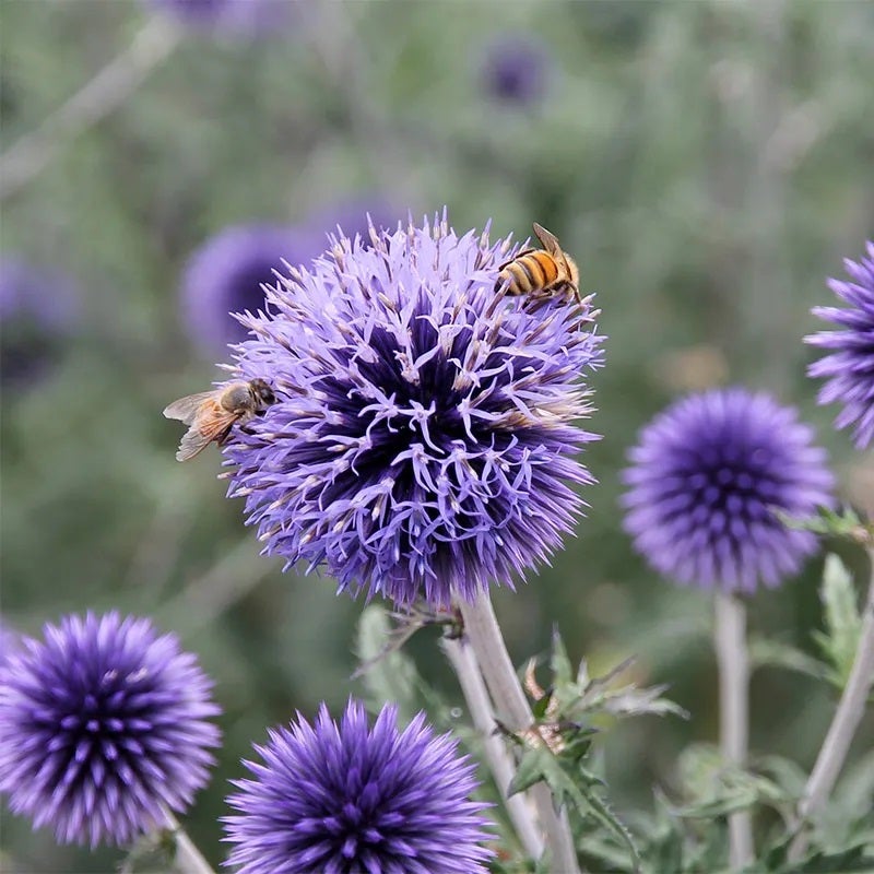 Blue Glow Echinops (Echinops bannaticus 'Blue Glow')