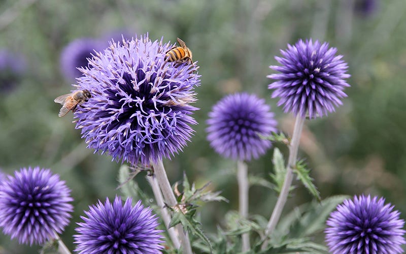 Honey Bees on Echinops Blue Globe Thistle