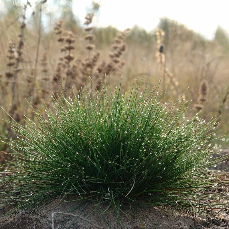 Eilers Beauty™ Fescue Grass (Festuca ovina 'Eilers Beauty™')
