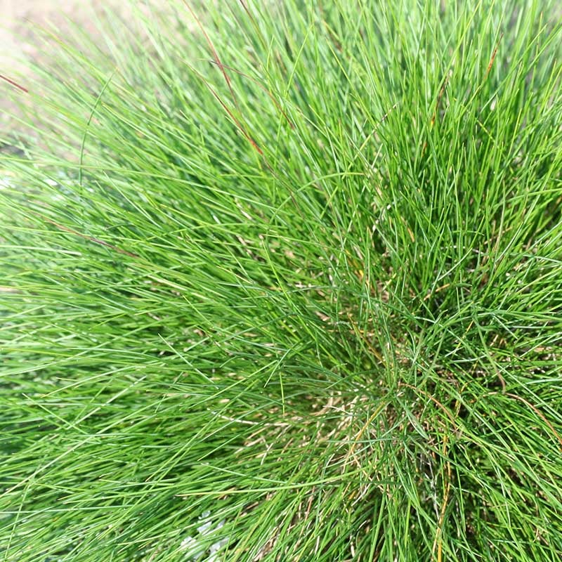 Eilers Beauty™ Fescue Grass (Festuca ovina 'Eilers Beauty™')