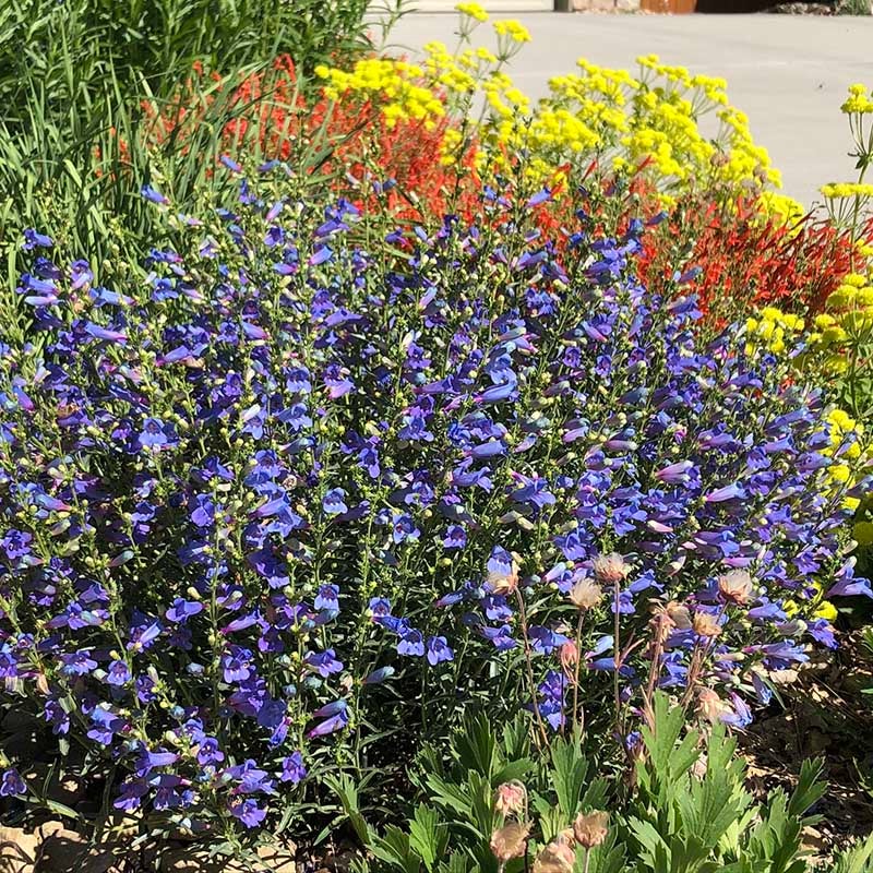 Electric Blue Penstemon (Penstemon heterophyllus 'Electric Blue'). Customer Photo.