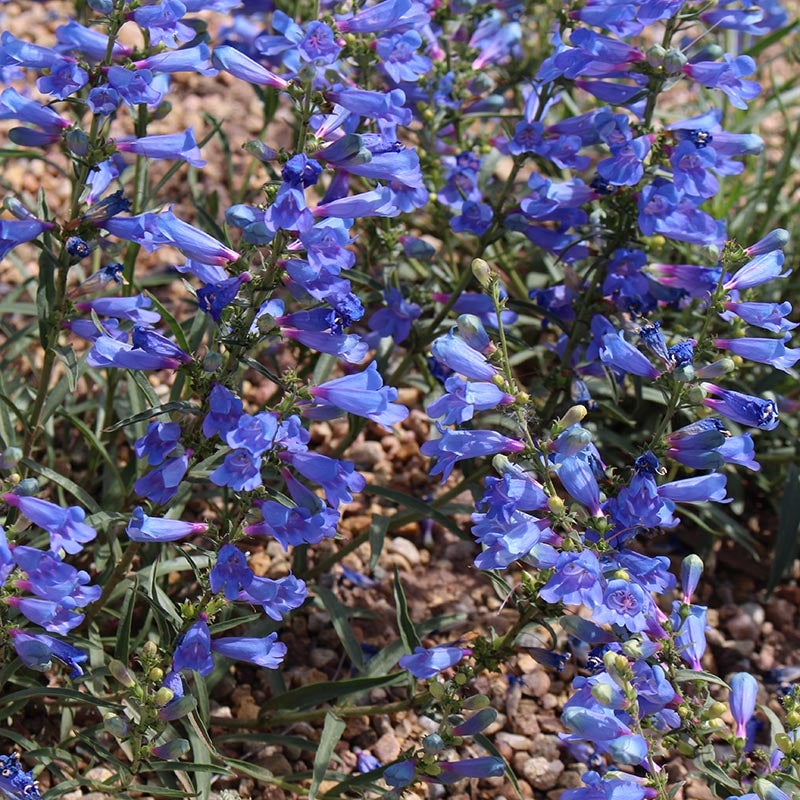 Electric Blue Penstemon (Penstemon heterophyllus 'Electric Blue') in The Undaunted Garden, Managed by Lauren Spring, The Gardens On Spring Creek in Fort Collins, CO