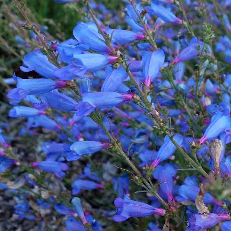 Electric Blue Penstemon (Penstemon heterophyllus 'Electric Blue')