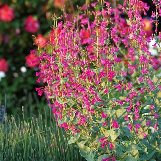 Coconino County Desert Penstemon