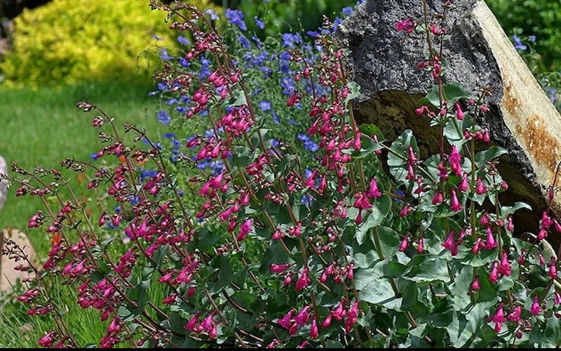 Coconino County Penstemon in the garden. Photo by Emmis Oure.