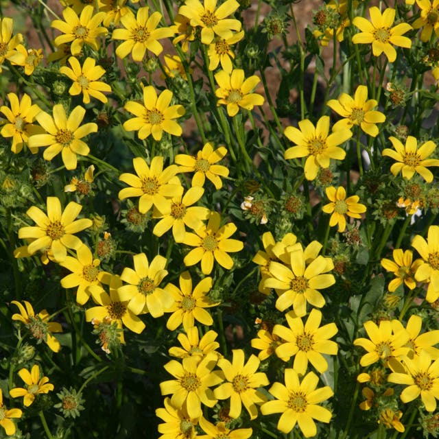 Engelmann's Daisy (Engelmannia)