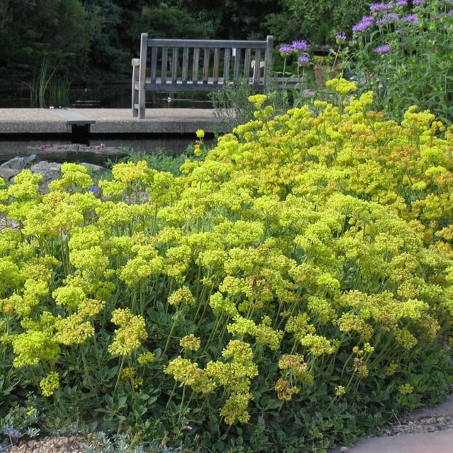 Kannah Creek®  Sulphur Buckwheat