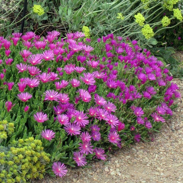 Cooper's Hardy Ice Plant