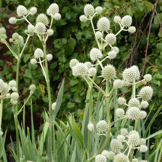 Rattlesnake Master (Eryngium)