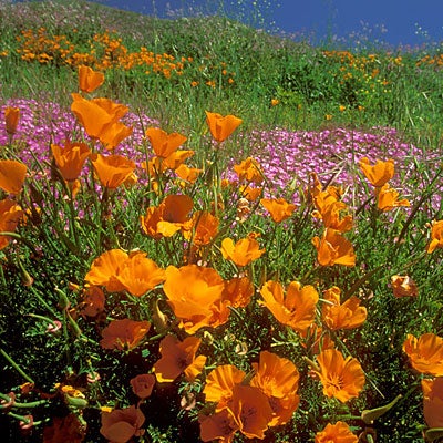 Orange Eschscholzia californica Seeds, Eschscholzia californica, California Poppy Seeds