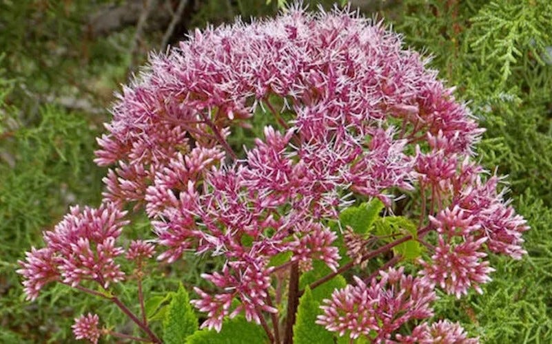 Joe Pye Weed (Eupatorium) in bloom