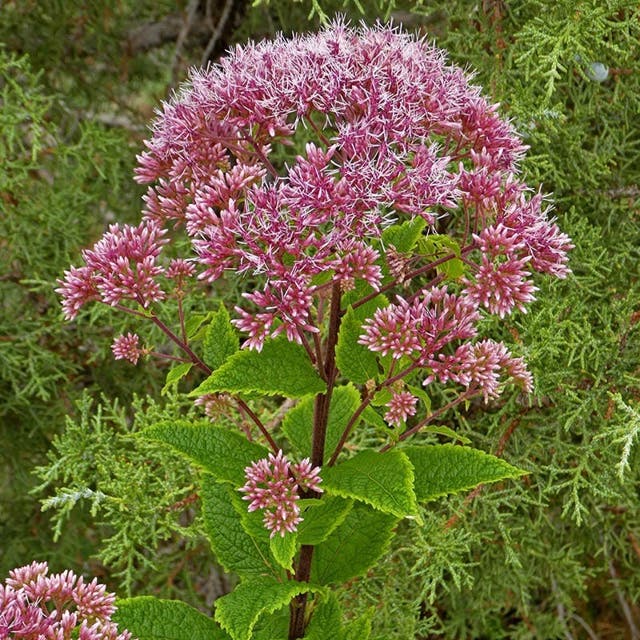 Red Dwarf Joe Pye Weed (Eupatorium)