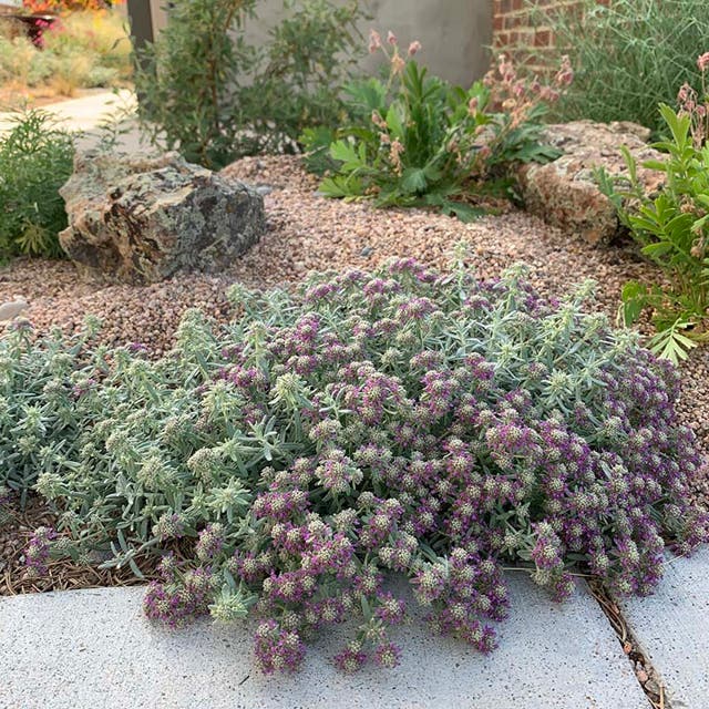 EVERSILVER™ Creeping Germander (Teucrium)