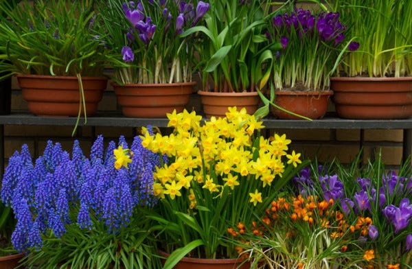 Fall planted bulbs are perfect for forcing.