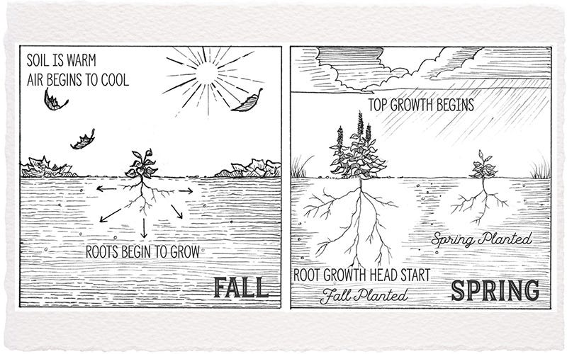 The Advantages Of Fall Planting