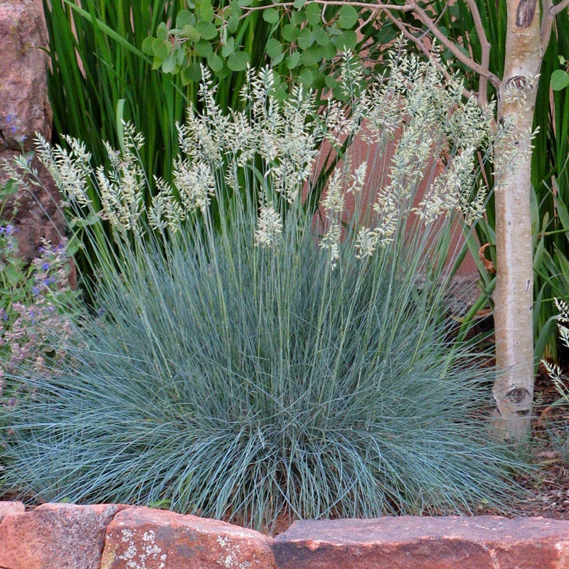 Siskiyou Blue Idaho Fescue Grass (Festuca idahoensis 'Siskiyou Blue')