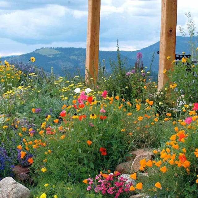 Fire Restoration Wildflower Seed Mix