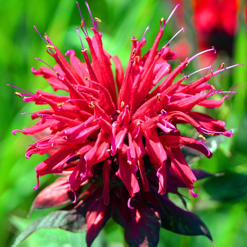 Fireball Bee Balm (Monarda 'Fireball')