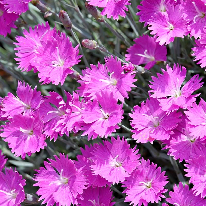 Firewitch Dianthus (Dianthus gratianopolitanus 'Firewitch')