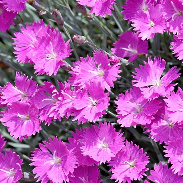 Firewitch Dianthus