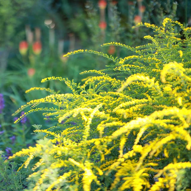 Fireworks Goldenrod (Solidago)