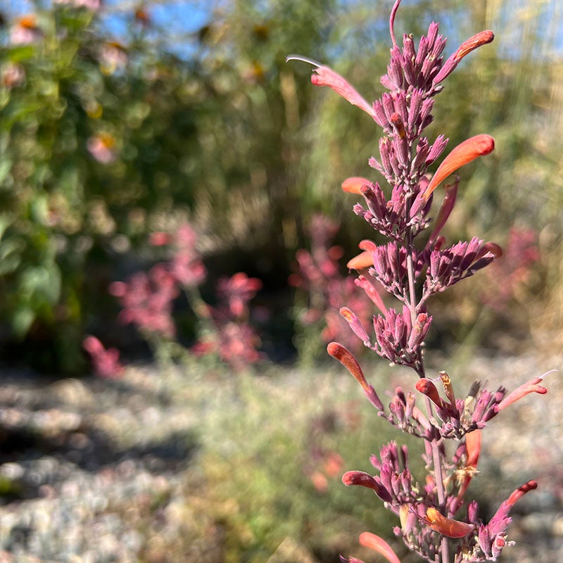 FlowerKisser® Silver Inferno Agastache (Agastache rupestris FlowerKisser® 'Silver Inferno')
