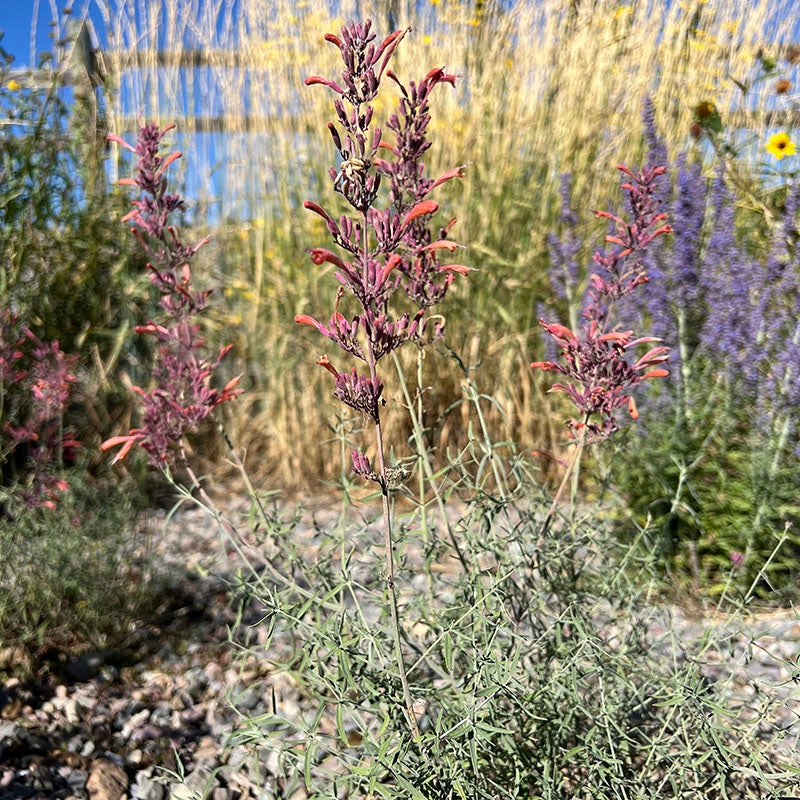 FlowerKisser® Silver Inferno Agastache (Agastache rupestris FlowerKisser® 'Silver Inferno')