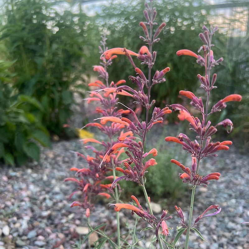 FlowerKisser® Silver Inferno Agastache (Agastache rupestris FlowerKisser® 'Silver Inferno')