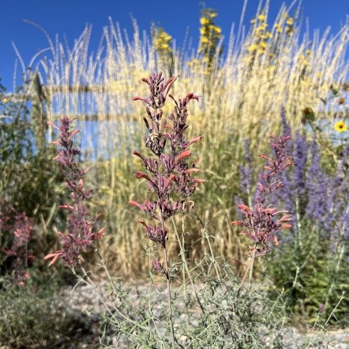 Agastache rupestris FlowerKisser® ‘Silver Inferno’ (Hummingbird Mint) 