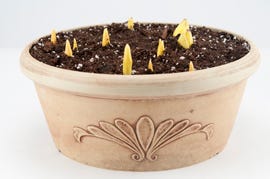 Decorative Bowl of Forcing Bulbs