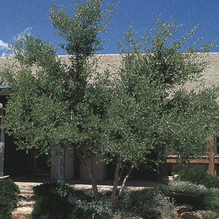 Happy Boy New Mexico Privet