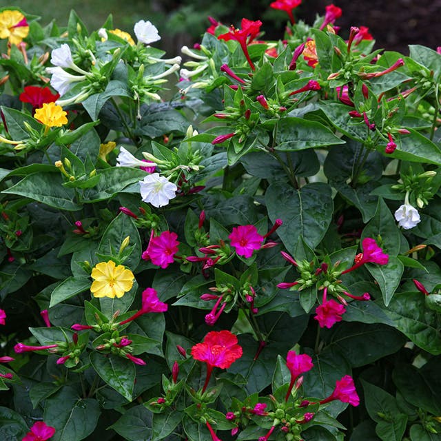 Four O'Clock Seeds (Mirabilis)