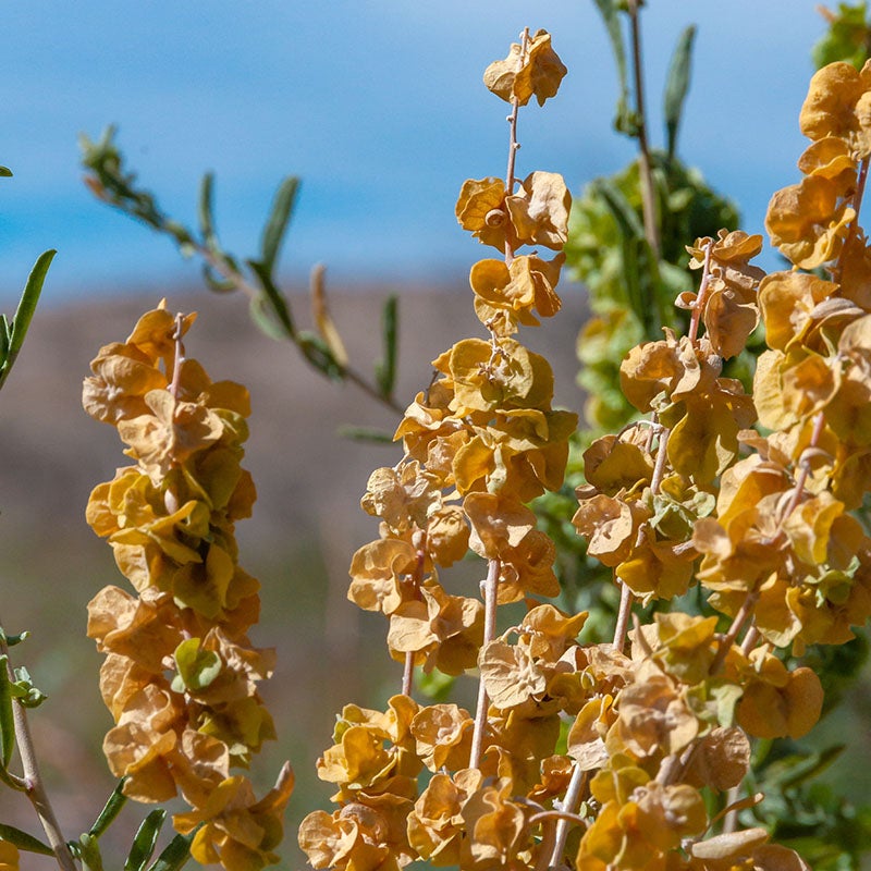 Fourwing Saltbush (Atriplex canescens)
