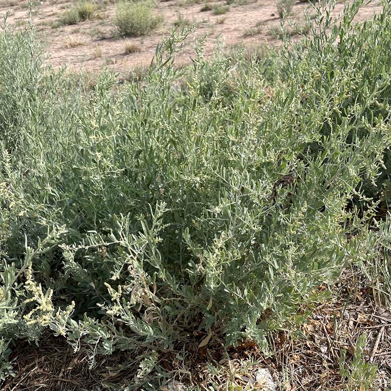 Fourwing Saltbush (Atriplex canescens)