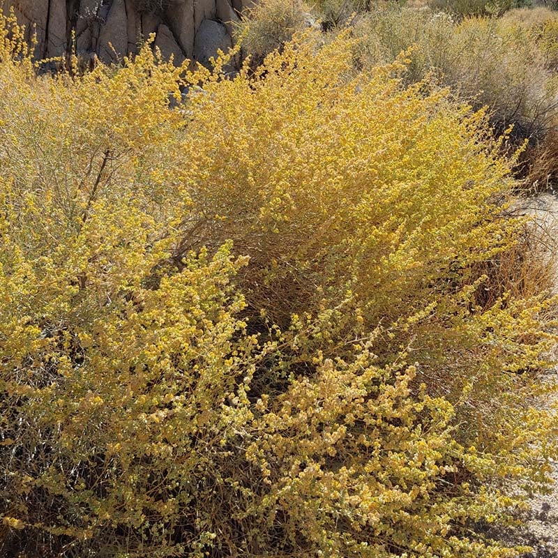 Fourwing Saltbush (Atriplex canescens)