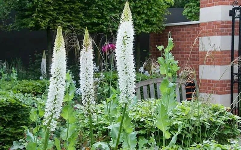 Foxtail Lilies