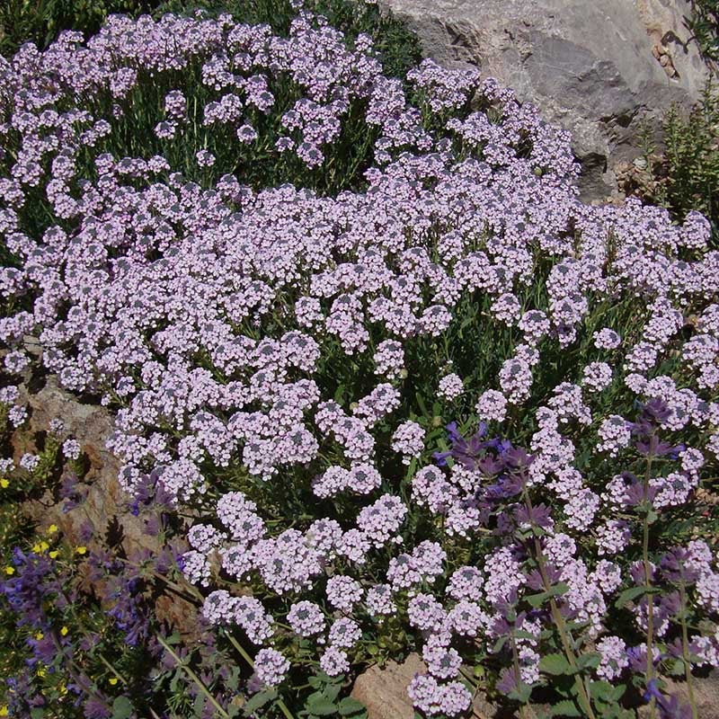 Fragrant Persian Stonecress (Aethionema schistosum)