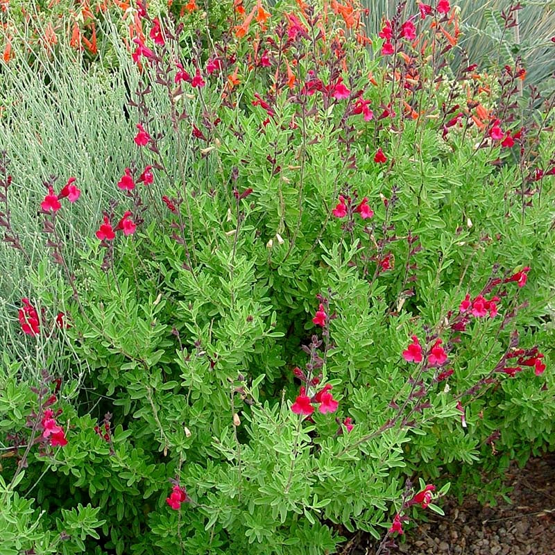 Red Salvia greggii Furman's Red, Salvia greggii Furman's Red, Furman's Red Texas Sage