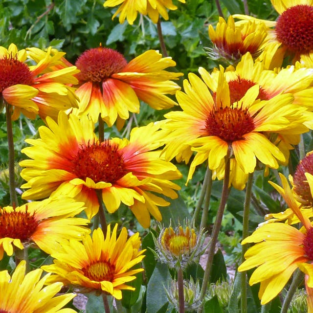 Amber Wheels Gaillardia