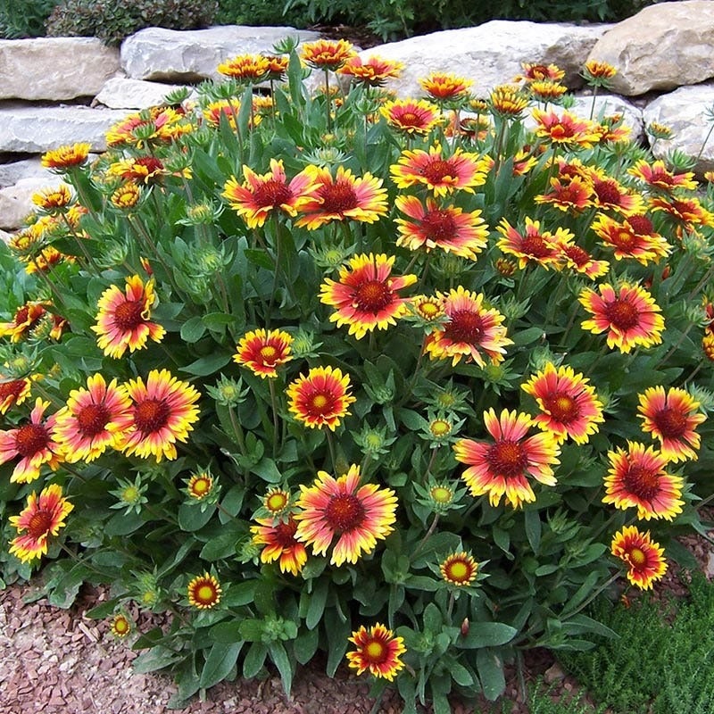 Arizona Sun Gaillardia (Gaillardia grandiflora 'Arizona Sun')