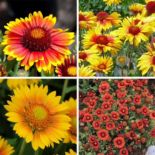 Gaillardia Collection (Blanket Flower)