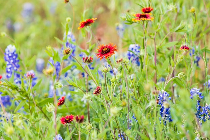 Gaillardia and Lupines are wildflowers with a native range across a wide range of the United States.