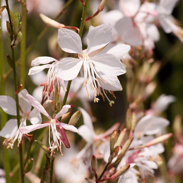 Snow Fountain Gaura