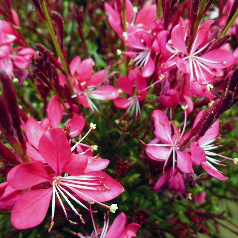 Whiskers Deep Rose Gaura (Gaura lindheimeri Whiskers Deep Rose PP#26,399)