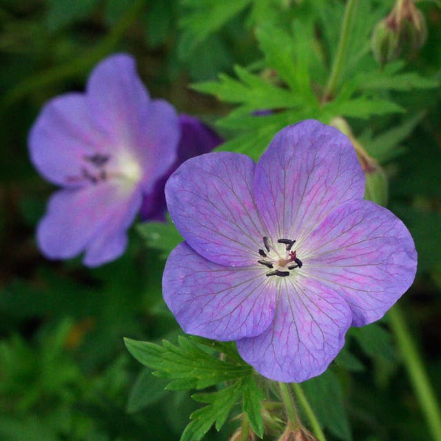 Johnson's Blue Geranium