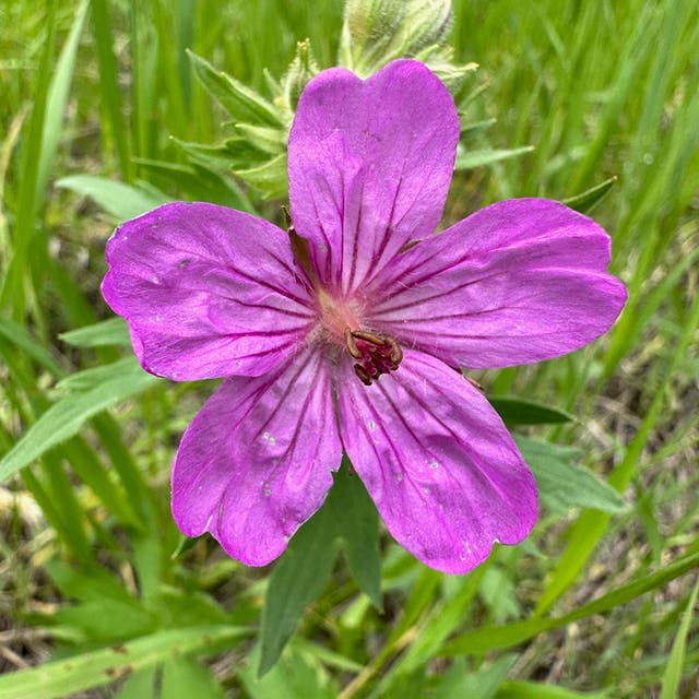 Sticky Geranium